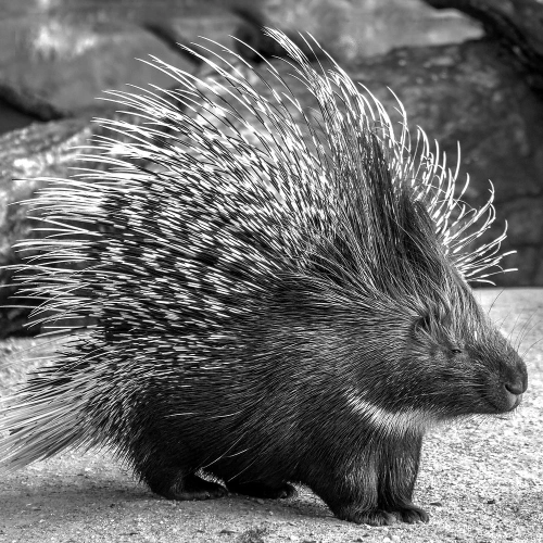 /../assets/images/wix/2020-02-28 it-porcupine.png