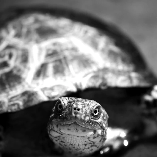 /../assets/images/wix/2020-09-02 turtle.png