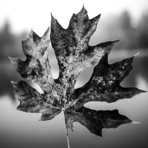 /../assets/images/wix/2020-10-12 falling-leaf.png